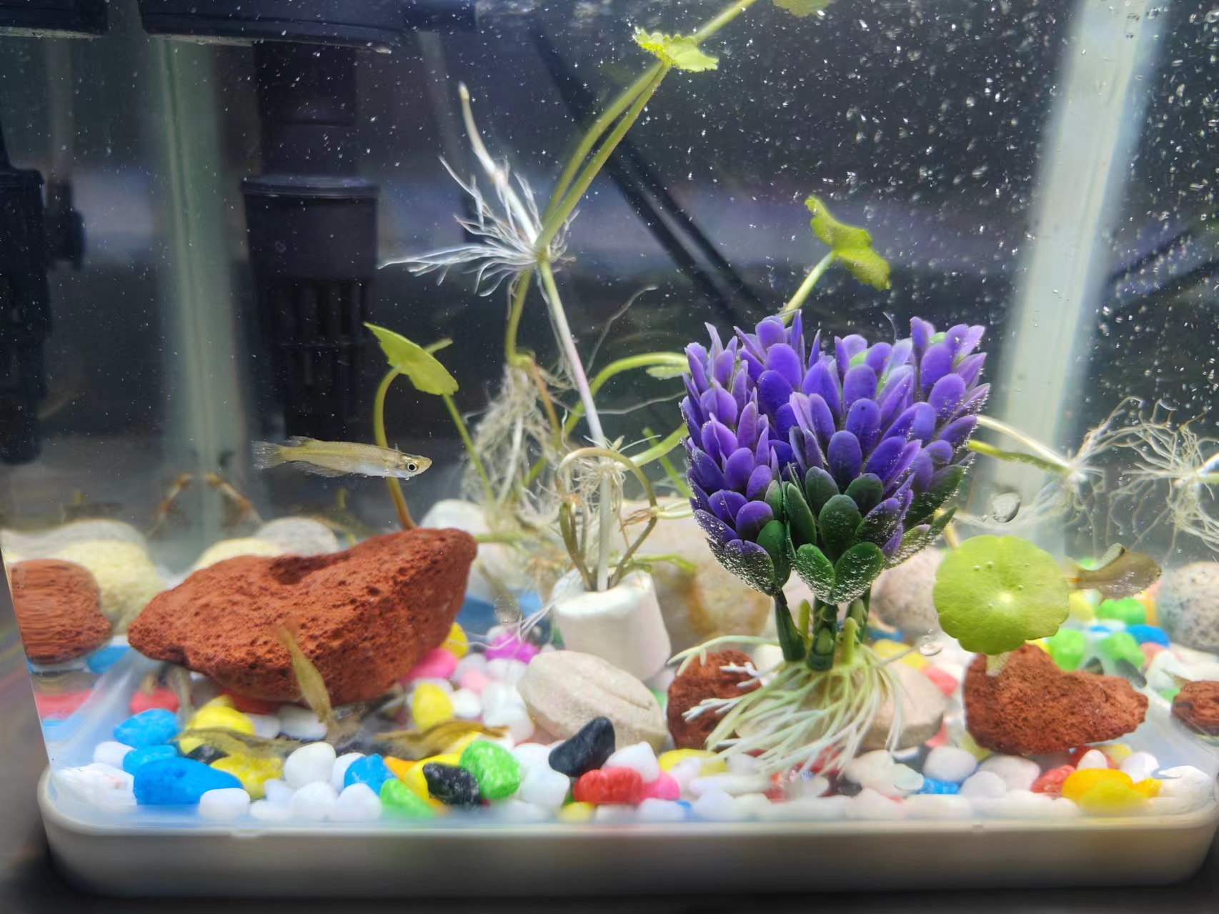 Fish